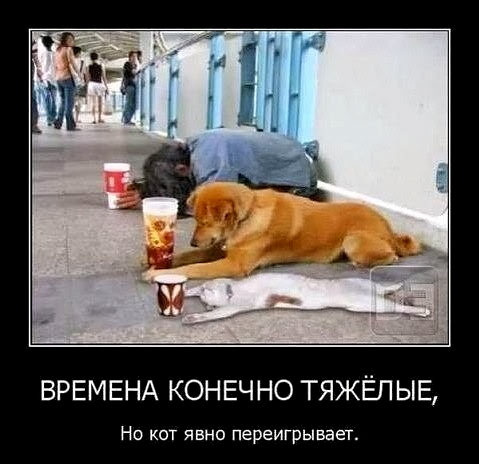 Времена-конечно-тяжелые-но-кот-явно-переигрывает.jpg