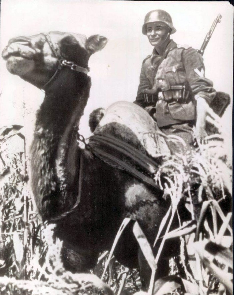 Wehrmacht German Heer camel.jpg