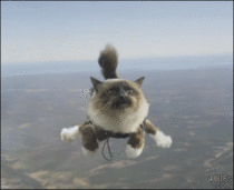 what-the-fuck-am-i-doing-here-57642.gif