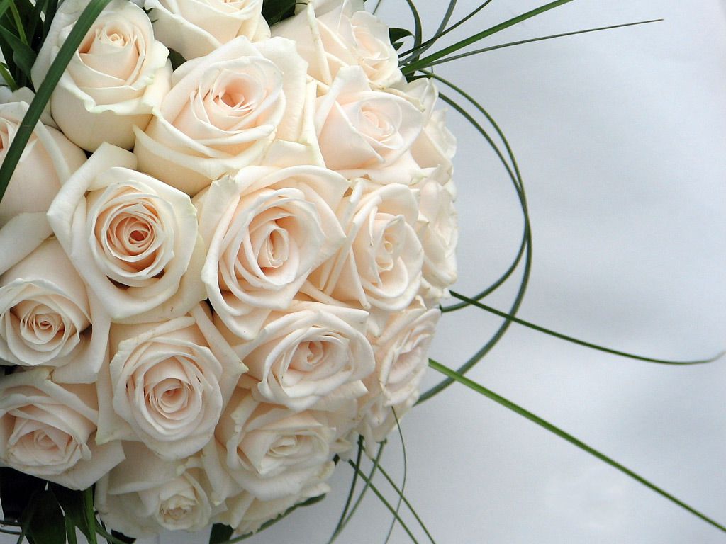 white_roses.jpg