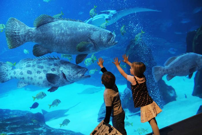 worlds_largest_aquarium_05.jpg