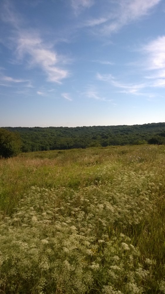 WP_20140722_001[1].jpg