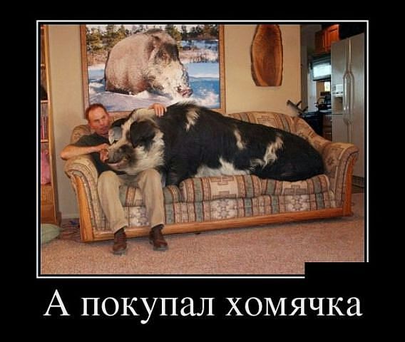 хом1.jpeg