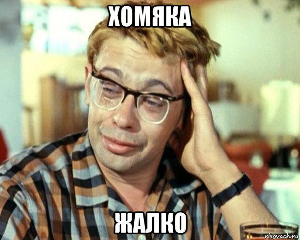 хомяк.jpg