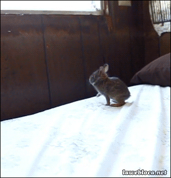 Заяц летучий.gif