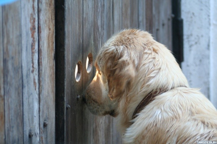 zhivotnye_sobaka_zolotistyi_retriever_28429.jpg