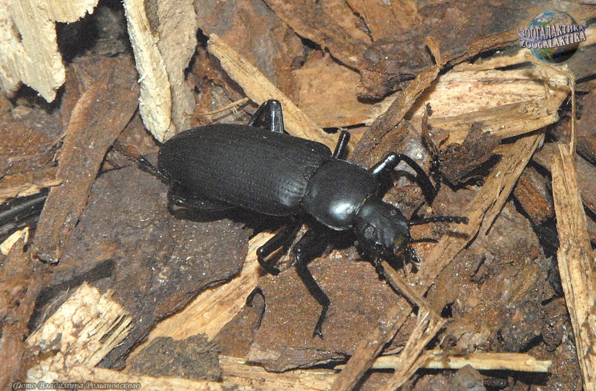 zophobas-morio_01.jpg