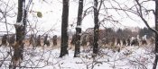 Петривская баталия 5.11.06 136.jpg