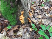 DSCF8318.JPG