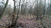 IMG_20171125_134217.jpg