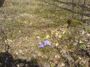DSC00017.jpg