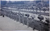 Foto Italienische Meldenfriedhof bei Stalino. Ostfront..jpg