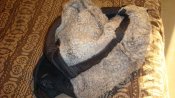 DSC06211.jpg