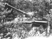 tiger35.jpg