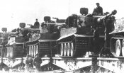 tiger81.jpg