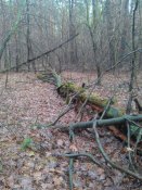 IMG_20171216_130148.jpg