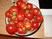 P1010016.jpg