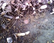 IMG1665A.jpg