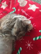 новогодний кот.jpg