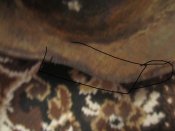 IMG_0669.JPG