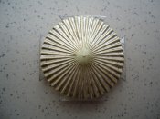 DSC00049.jpg