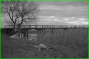 Campagna di Russia. Slavianka. Cadavere di cavallo in un campo, sullo sfondo un ponte su un fium.jpg