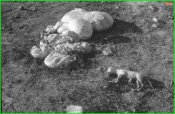 Campagna di Russia. Slavianka. Feto ed interiora di animale..jpg