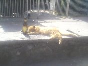 IMG0035A.jpg