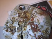 IMG_1820_thumb.jpg