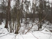 Камни 393.JPG