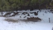 ЛЕСНОЕ 010.jpg