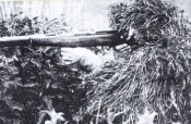XScoutFed1930.jpg