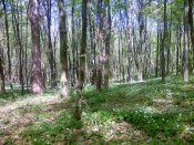 PIC-0153.jpg