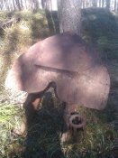 IMAG0680.jpg