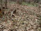 IMG_20180406_141239[1].jpg