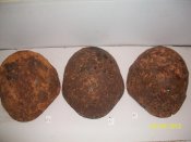 100_4084.jpg