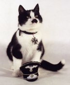 Котяра.jpg