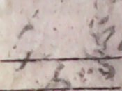IMG0266A.jpg