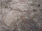 DSC01101.jpg