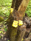 P_20180429_173306_1_p[1].jpg