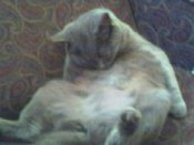 КОШКИ 2.jpeg