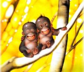 utan.jpg