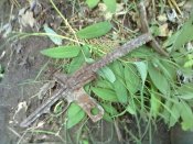 19052012063.jpg