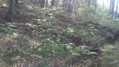 IMG_20180524_094742.jpg