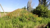 DSC04263.JPG