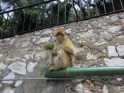 077.Gibraltar.2012.jpg