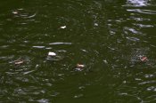 IMG_8168.jpg