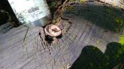 IMG_20180613_150447.jpg
