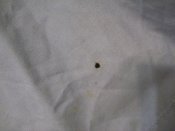 Рубашка shirt mans blue, 41 размер, с погонами