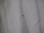 Рубашка shirt mans blue, 41 размер, с погонами